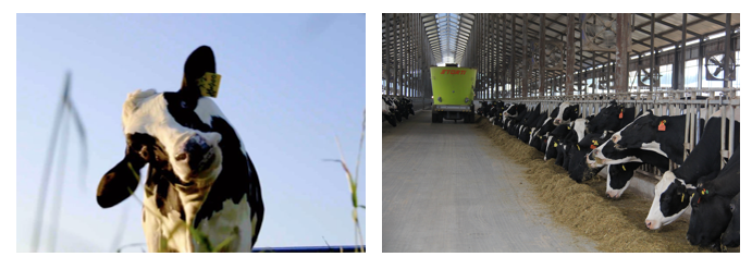 花花牛丨每天一杯奶，幸福健康喝出來?。。? style=