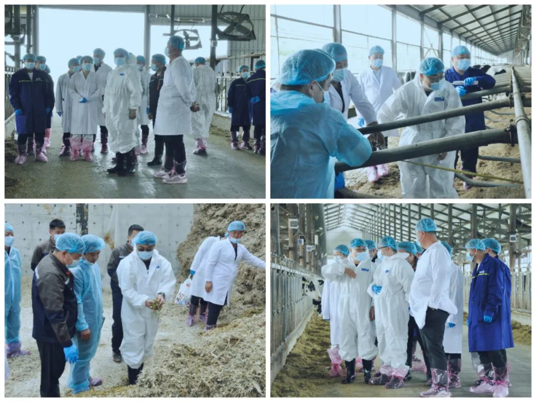 花花牛丨國家奶牛產(chǎn)業(yè)技術(shù)體系首席科學(xué)家、中國農(nóng)業(yè)大學(xué)教授李勝利一行蒞臨花花牛魯山瑞亞參觀調(diào)研