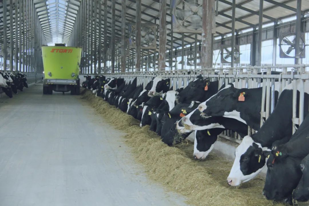 花花牛丨國家奶牛產(chǎn)業(yè)技術(shù)體系首席科學(xué)家、中國農(nóng)業(yè)大學(xué)教授李勝利一行蒞臨花花牛魯山瑞亞參觀調(diào)研