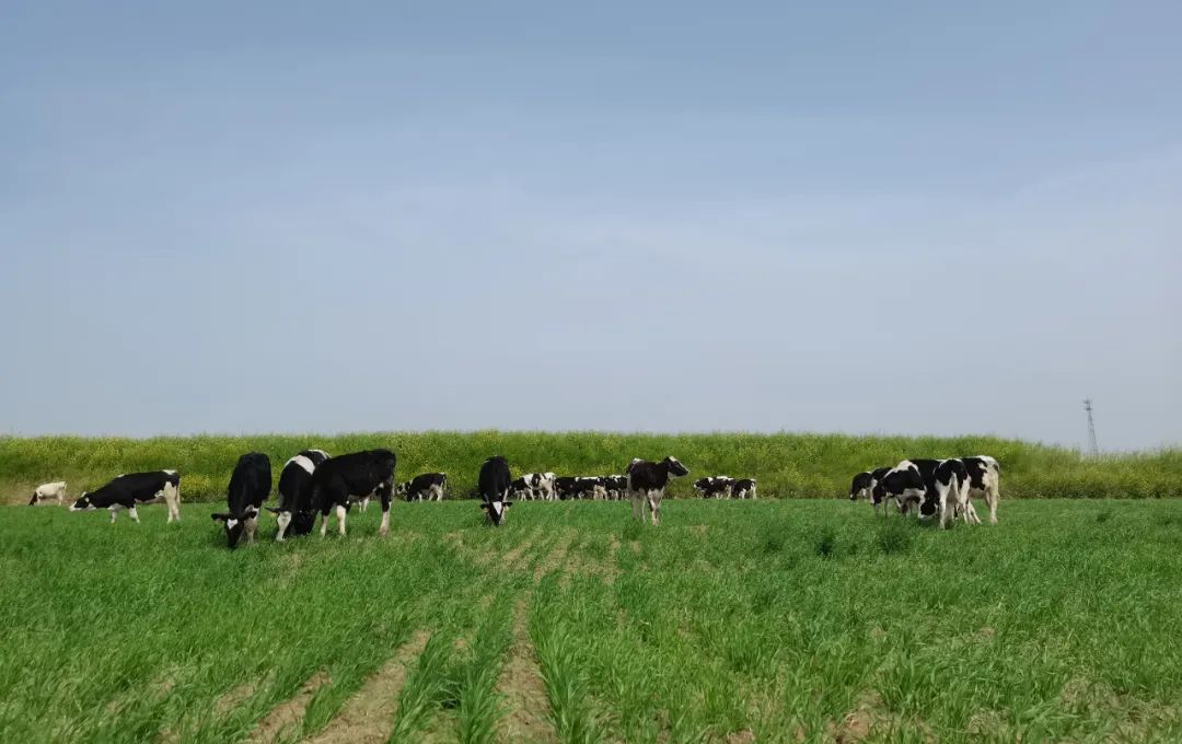 繼往開(kāi)來(lái) · 再創(chuàng)輝煌 | 花花牛乳業(yè)集團(tuán)召開(kāi)9月?tīng)I(yíng)銷(xiāo)、養(yǎng)殖及飼料月度經(jīng)營(yíng)工作會(huì)議