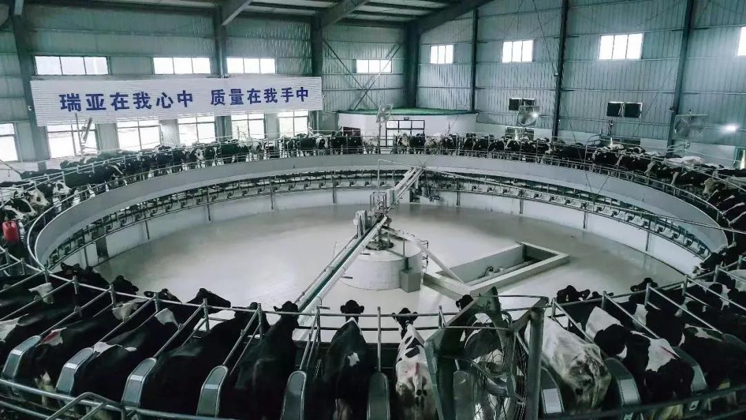 快訊 | 駐馬店市委副書記、市長李躍勇一行蒞臨花花牛乳業(yè)集團平輿瑞亞牧場調研