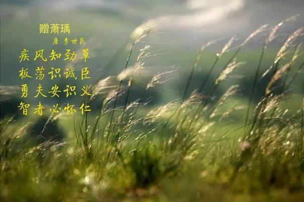花花牛 | 疾風(fēng)來臨，你是不是勁草？